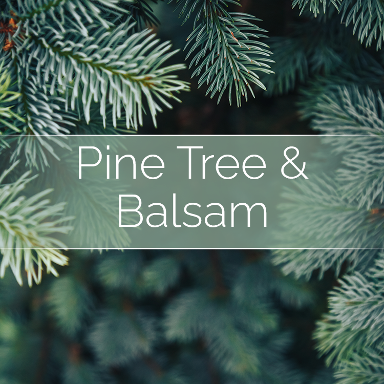 Pine Tree & Balsam - Candle-Making Kit + Jar