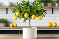 Potted Artificial Lemon Topiary